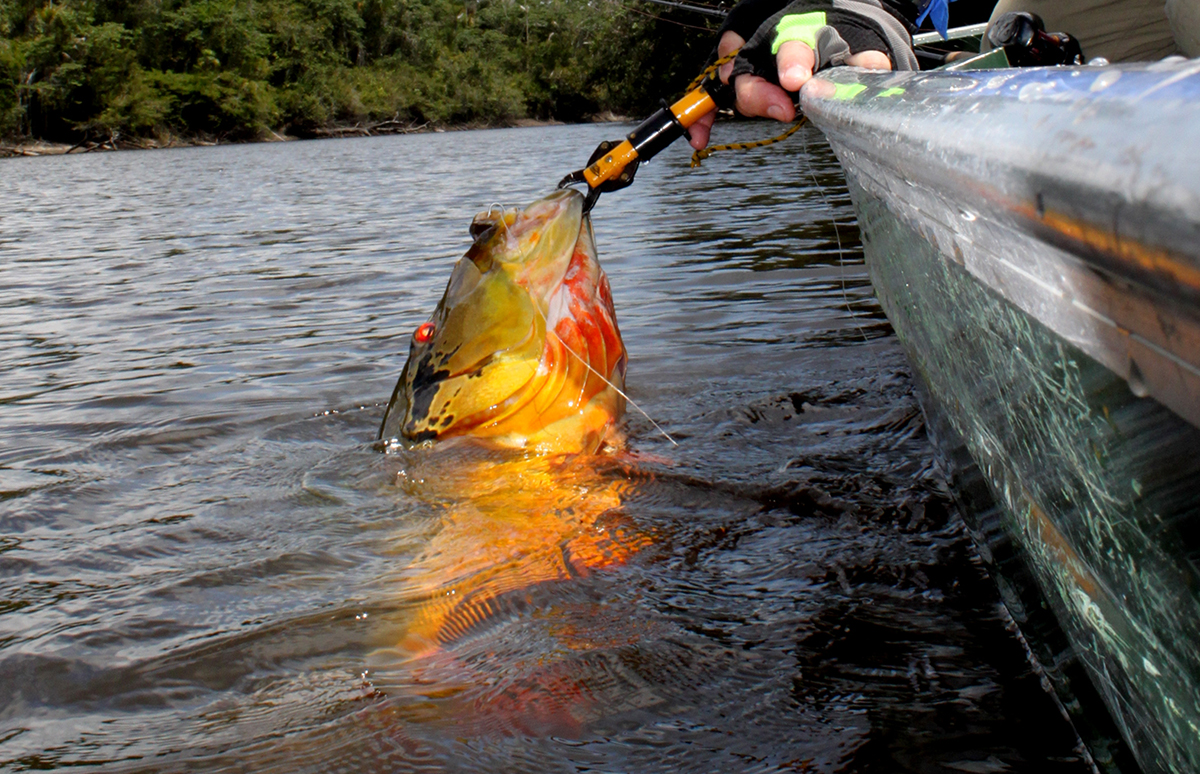 Free Fishing Assistant App Boosts Your Success